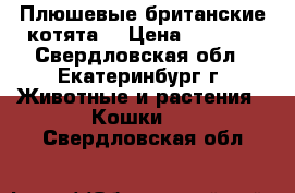 Плюшевые британские котята  › Цена ­ 3 500 - Свердловская обл., Екатеринбург г. Животные и растения » Кошки   . Свердловская обл.